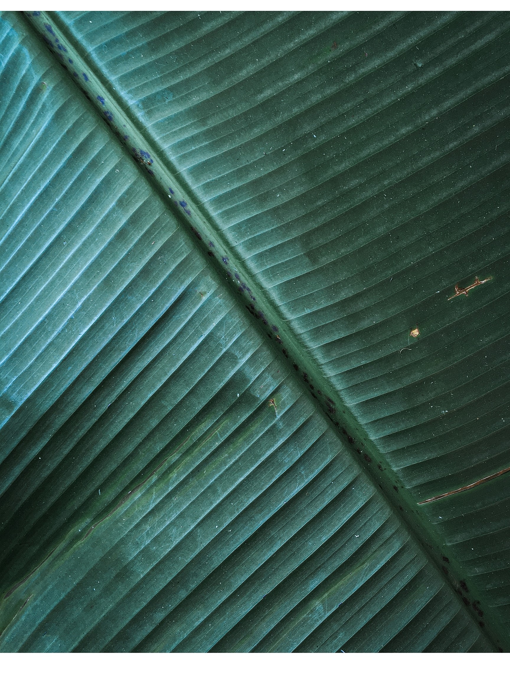 Close-up of textured green tropical leaf.
